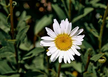 White Daisy Flower