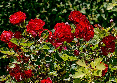Red Roses in Bloom