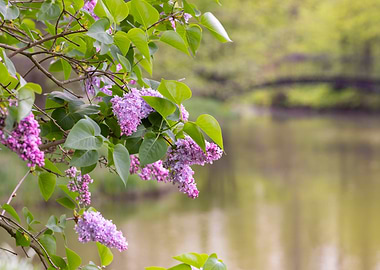 Lilac Blossoms by the Pond, Park, Poland