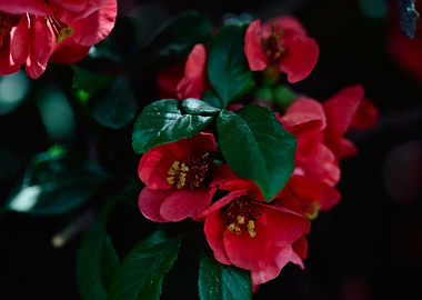Red Flowers with Green Leaves