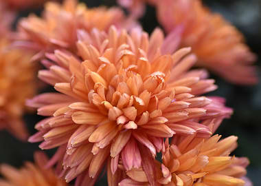 Close-up of Peach Chrysanthemums
