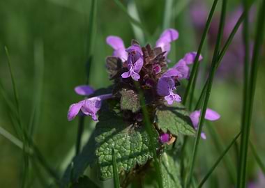 Purple Wildflowers in Grass