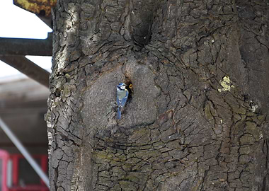 Blue Tit at Tree Cavity feeding her young