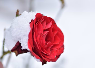 Red Rose in Snow