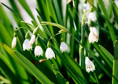 White Flowers in Green Grass