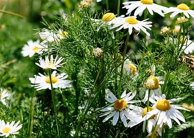 White Daisies in a Field