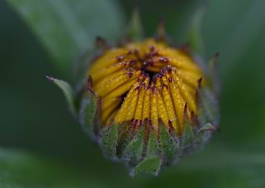 Yellow Flower Bud