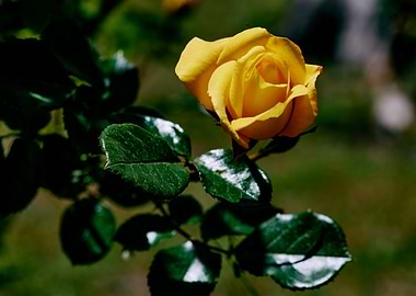 Yellow Rose Blossom