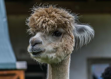 Alpaca Portrait