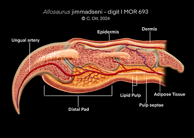 Allosaurus Jimmadseni Finger Anatomy