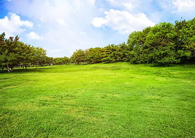 Green Meadow Landscape