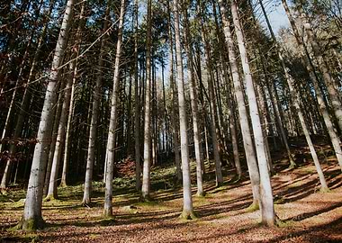 Sunlit Forest Tranquility 1