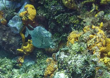 Boxfish in Coral Reef