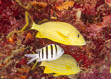 Yellow Striped Fish Underwater