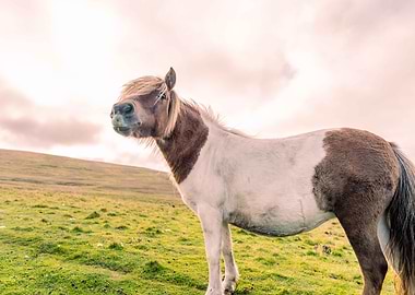 Shetland Pony