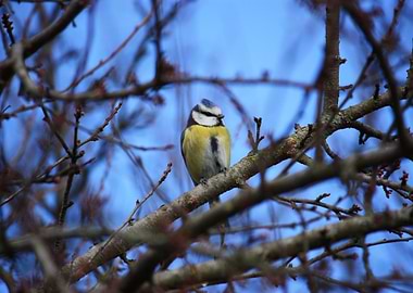 Blue tit on a branch with a perfect blue sky