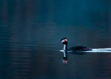 Great Crested Grebe on Water