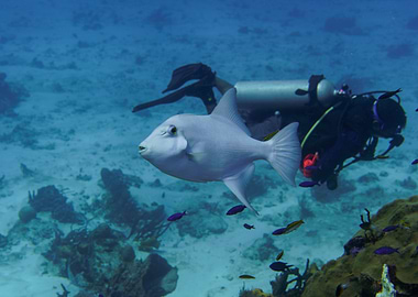 White Triggerfish Underwater