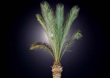 Palm Tree Under Moonlight