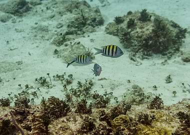 Tropical Fish Underwater