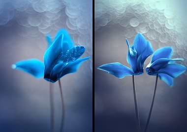 Cyclamen, Blue Flower with Dew Drops