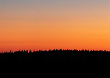 Silhouetted Trees at Sunset