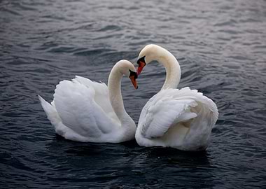 Eternal Elegance – The Dance of Swans