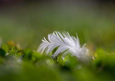 White Feather on Green Grass