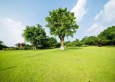 Green Grassy Lawn