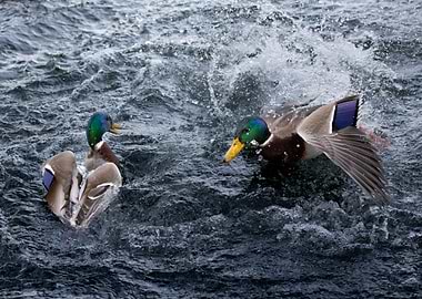 Rivals on the Water – The Battle of the Mallards