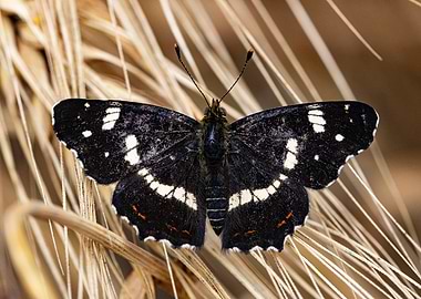 Black and White Butterfly