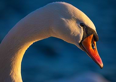 Golden Grace – The Mute Swan’s Elegance