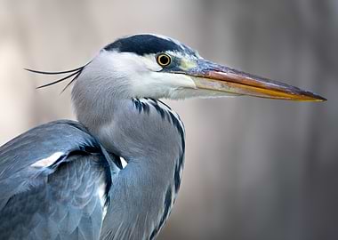 The Watchful Hunter – Grey Heron Portrait