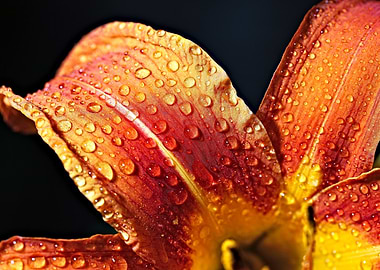 Dewy Lily Petal