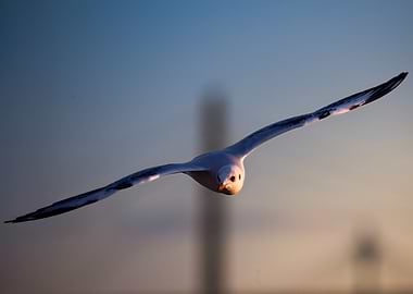 Wings of Serenity – A Gull’s Evening Flight