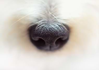 Dog's Nose Close-Up