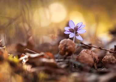 Single Purple Flower in Forest