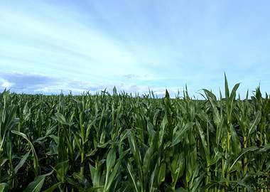 Cornfield Under Blue Sky