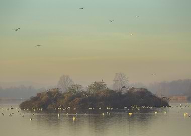 Birds on a Misty Island