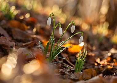 Snowdrops in Forest