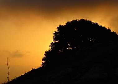 Silhouetted Tree at Sunset