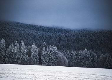 Snowy Forest Landscape