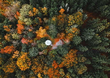 Autumn Forest Aerial View