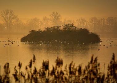 Misty Lake with Birds