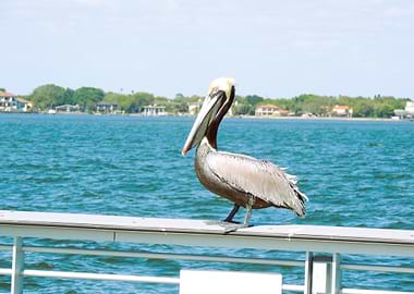 Pelican on a Pier