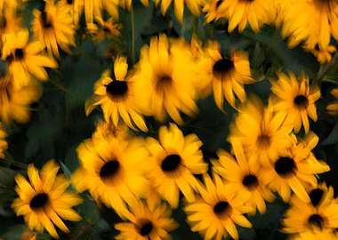 Yellow Flowers in Motion