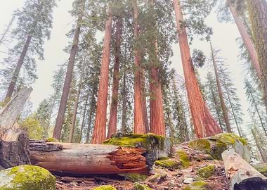 Giant Sequoia Forest