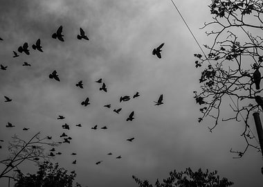 Silhouettes of Birds in Flight
