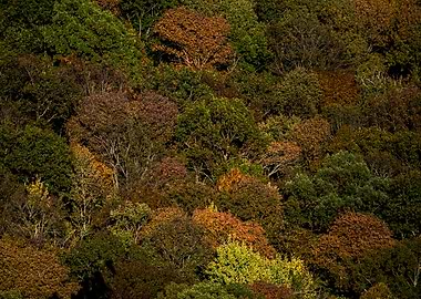 Autumn Forest Canopy