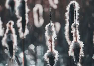 Cattail Close-Up